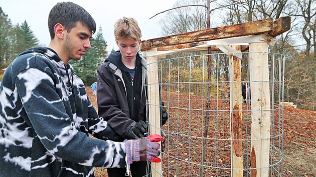 Dvacet stromů původních regionálních odrůd třešní zasázeli v karlovarských lázeňských lesích u Myslivny studenti Prvního českého gymnázia Karlovy Vary. (9. 11. 2022)