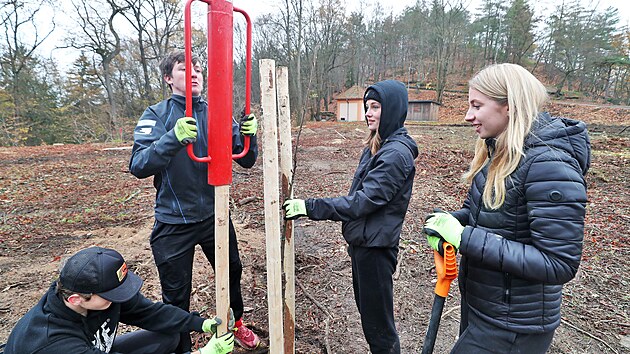 Dvacet stromů původních regionálních odrůd třešní zasázeli v karlovarských lázeňských lesích u Myslivny studenti Prvního českého gymnázia Karlovy Vary. (9. 11. 2022)