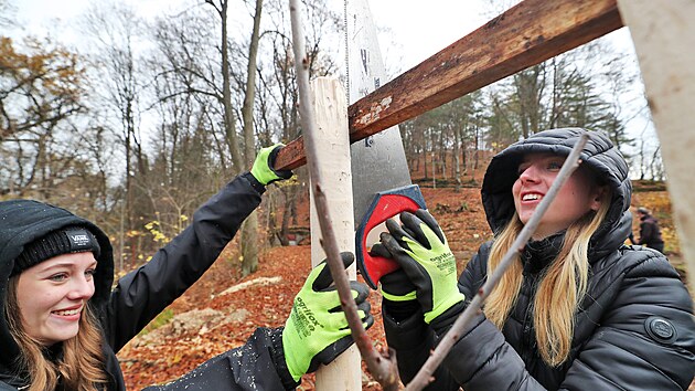 Dvacet stromů původních regionálních odrůd třešní zasázeli v karlovarských lázeňských lesích u Myslivny studenti Prvního českého gymnázia Karlovy Vary. (9. 11. 2022)
