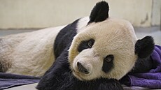 Na Tchaj-wanu zemel samec pandy velké darovaný ínou. (18. listopadu 2022)