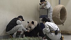 Na Tchaj-wanu zemel samec pandy velké darovaný ínou. (17. listopadu 2022)