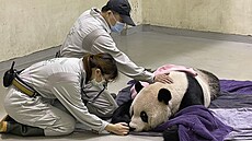 Na Tchaj-wanu zemel samec pandy velké darovaný ínou. (18. listopadu 2022)