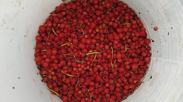 Ochránci přírody se snaží do Beskyd vrátit ohrožený tis. (listopad 2022)