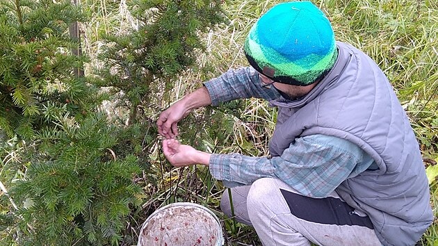 Ochránci přírody se snaží do Beskyd vrátit ohrožený tis. (listopad 2022)