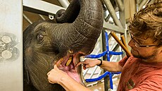 Vrchní chovatel Martin Kristen pi kontrole tlamy sloní samiky Lakuny.