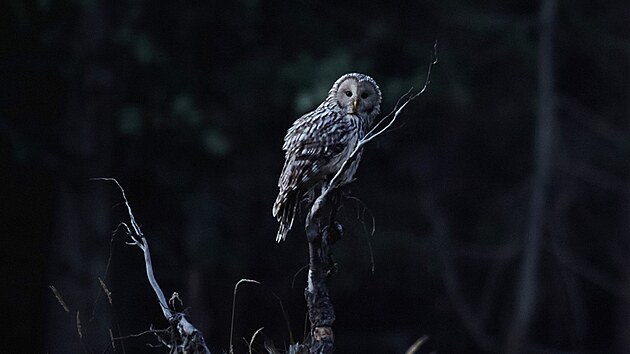 Puštík bělavý v Jeseníkách