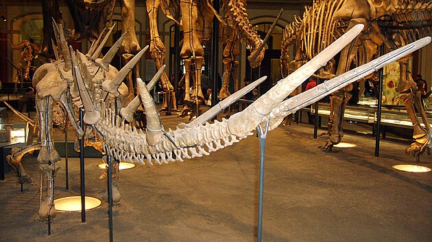 Kostra vchodoafrickho stegosaurida druhu Kentrosaurus aethiopicus v berlnskm Museum fr Naturkunde. Z tohoto pohledu jsou velmi dobe patrn dlouh a relativn tenk ocasn hroty dinosaura, kter zejm pedstavovaly velmi nebezpenou obrannou zbra.