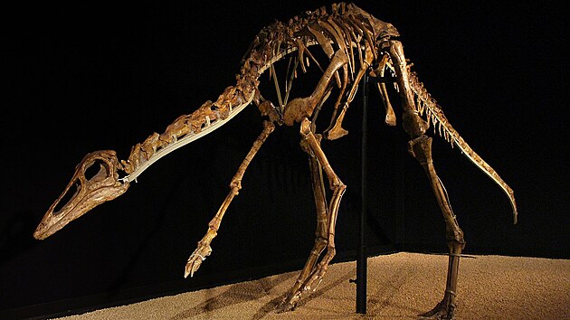 Kostry ornitomimid, jako byl i mongolsk druh Anserimimus planinychus, byly velmi lehk a pevn. Patrn vichni zstupci tto eledi teropod dokzali bhat rychleji ne nejlep lidt sprintei, dosahovali nejsp rychlosti pinejmenm kolem 50 km/h. Pravdpodobn jsou vak i maximln rychlosti a kolem 70 km/h.