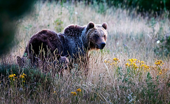 Pozorování vzácného druhu medvda v italském regionu Abruzzo (2. ervence 2020)