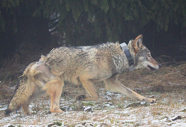 Vyputní vlka po rekonvalescenci zpt do krunohorské pírody.