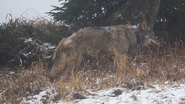 Vypuštění vlka po rekonvalescenci zpět do krušnohorské přírody.