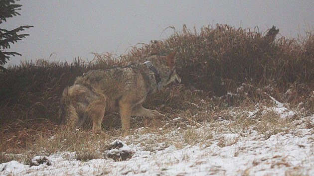 Vypuštění vlka po rekonvalescenci zpět do krušnohorské přírody.