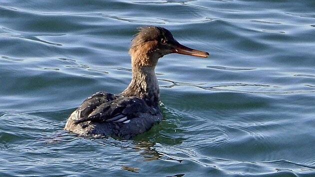 Morčák prostřední. Jde o druh kachny, která se jindy „stěhuje“ na zimu do...