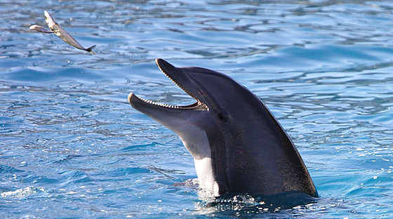 Rybaení je vlastní nejen lidem, ale i delfínm.
