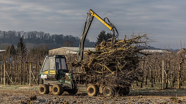 Kácení ovocných stromů v Synkově u Rychnova nad Kněžnou.