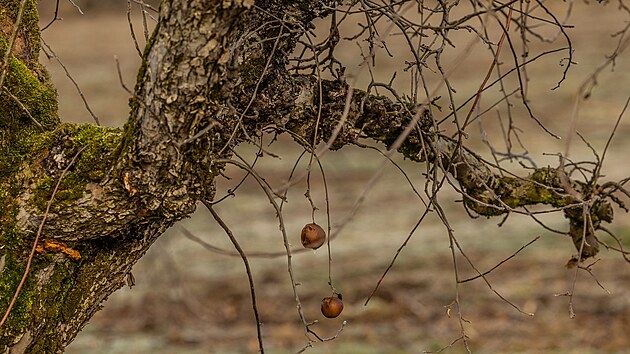 Kácení ovocných stromů v Synkově u Rychnova nad Kněžnou.