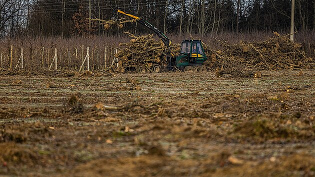 Kácení ovocných stromů v Synkově u Rychnova nad Kněžnou.
