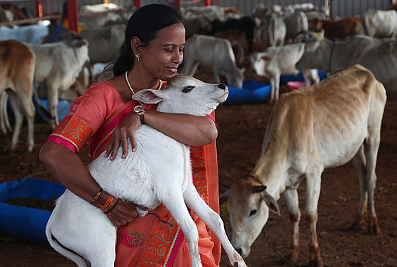 Krávy jsou v hinduismu povaované za posvátná zvíata