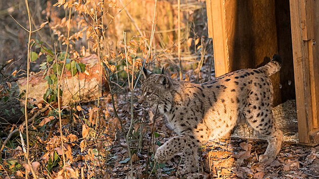 Čtyřletý samec rysa z jihlavské zoo se zapojil do programu návratu rysů do volné přírody. Ve Švýcarsku vytvoří pár s chovnou samicí (na snímku).
