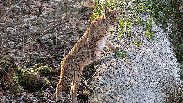 Čtyřletý samec rysa z jihlavské zoo se zapojil do programu návratu rysů do volné přírody. Ve Švýcarsku vytvoří pár s chovnou samicí (na snímku).