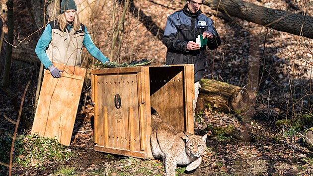 Čtyřletý samec rysa (na snímku) z jihlavské zoo se zapojil do programu návratu rysů do volné přírody. Ve Švýcarsku vytvoří pár s chovnou samicí.