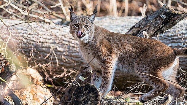 Čtyřletý samec rysa (na snímku) z jihlavské zoo se zapojil do programu návratu rysů do volné přírody. Ve Švýcarsku vytvoří pár s chovnou samicí.