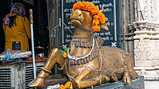 Krávy jsou v hinduismu povaované za posvátná zvíata