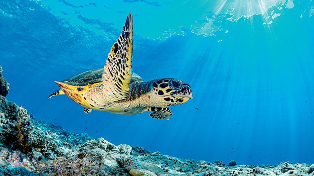 Karety jsou považované za ohrožené, některé druhy jsou
těsně před vyhynutím. Indonéští pytláci však neustále vybírají želví snůšky, aby je zpeněžili na černém trhu. Želvy nakladou do jednoho hnízda v průměru 80 až 120 vajec, z každého tisíce vajec však nakonec přežije zhruba jen
jedna želvička.