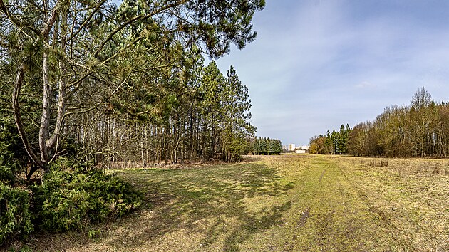 Lesopark pod svahem Rozárka na Novém Hradci (23. února 2023)