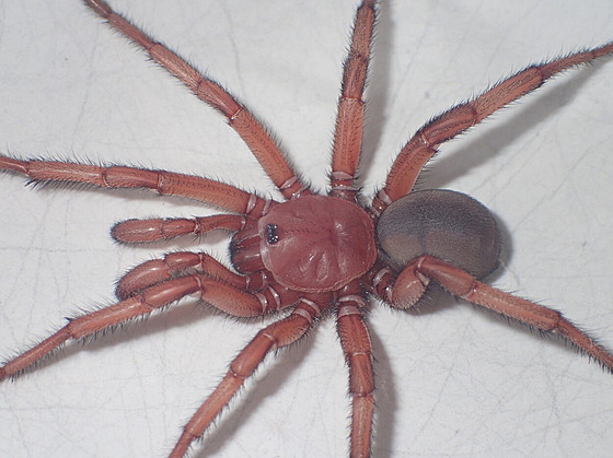 Vdcm v Austrálii se podailo odhalit existenci supervelkého druhu pavouka,...