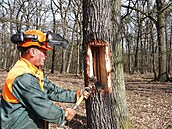 Správci národního parku Podyjí nařezali asi dvacítku stromů, aby pomohli k... Správci národního parku Podyjí nařezali asi dvacítku stromů, aby pomohli k...