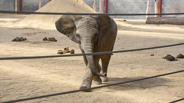 Mladý sameček Zyqarri, který byl prvním mládětem slona afrického narozeným v České republice, si zvyká na nové prostory. (březen 2023)