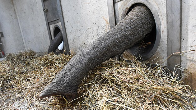 Sloni mají v novém pavilonu k dispozici otvory rozmístěné ve stěnách, kterými si mohou sáhnout pro krmení. (březen 2023)