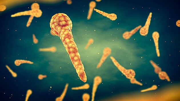 Bakterie tetanu (ilustraní fotografie)