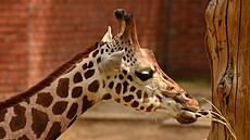 V liberecké zoo uhynula samice žirafy Rothschildovy. V liberecké zoo uhynula samice žirafy Rothschildovy.