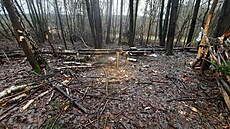 Vandal poničil desítky stromů u cyklostezek v České Lípě. Vandal poničil desítky stromů u cyklostezek v České Lípě.