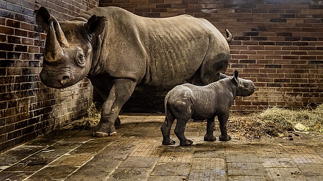 Sameček Magashi a matka Maisha v zázemí královédvorské zoo (10. března 2023)