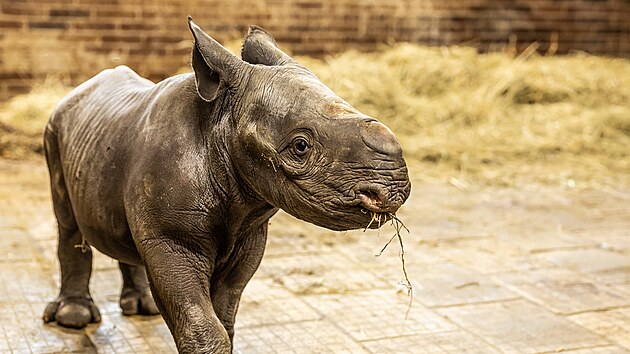 Šestidenní samec Magashi narozený v dvorské zoo je mládětem nosorožce dvourohého východního. (10. března 2023)