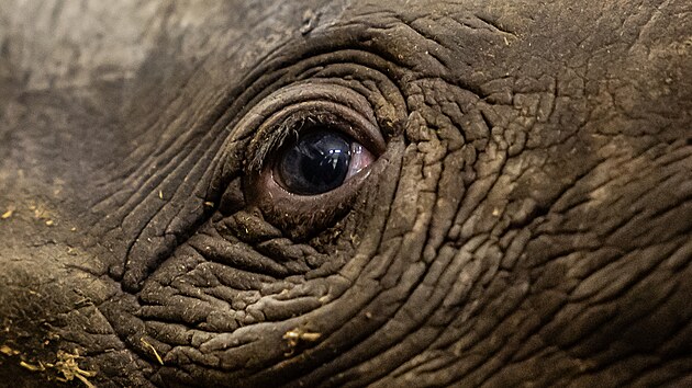 Šestidenní samec Magashi narozený v dvorské zoo je mládětem nosorožce dvourohého východního. (10. března 2023)