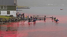 Tradiní lov velryb a delfín na Faerských ostrovech (15. záí 2018)