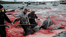 Tradiní lov velryb a delfín na Faerských ostrovech (29. kvtna 2019)