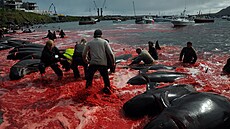 Tradiní lov velryb a delfín na Faerských ostrovech (29. kvtna 2019)