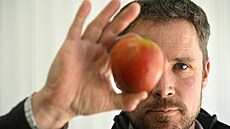 Farmá James Smith z anglického Kentu se pstování jablek chystá výrazn...