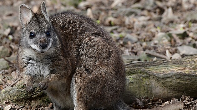 Olomoucká zahrada chová klokany parma od roku 1990 a jejich počet v roce 2023 rozšířil na osm.
