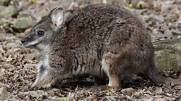 Oproti klokanům rudým jsou klokani parma spíše samotáři a občas jsou k sobě navzájem nesnášenliví.