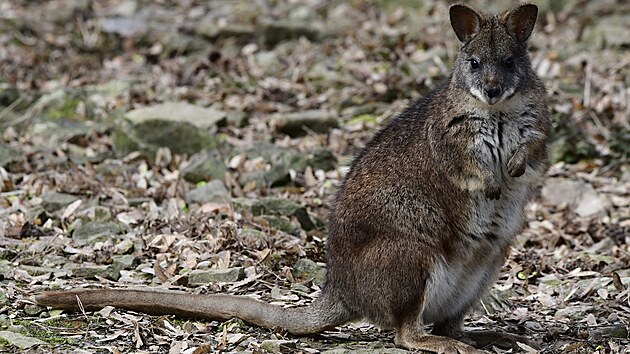 Klokani parma jsou zajímaví také tím, že mají naprosto unikátní rozmnožovací cyklus.