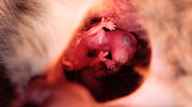 Klokani parma mají unikátní rozmnožovací cyklus. Mládě po porodu musí vyšplhat do vaku vlastní silou, v němž prodělává jako v inkubátoru další růst, má proto nejvíce vyvinuté přední končetiny.