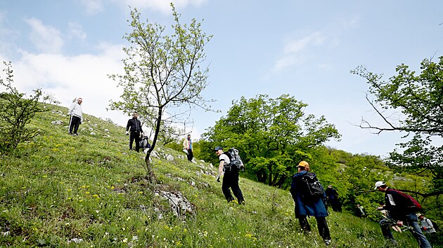 Desítka trestanců z břeclavské věznice pomáhala s trháním invazního borytu barvířského na Pálavě. (3. května 2023)