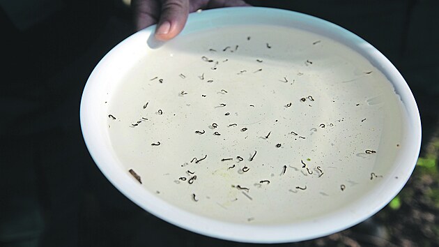 Pracovníci deratizátorské a dezinsekční firmy monitorují v Litovelském Pomoraví stav komářích larev ve vodě kvůli následné aplikaci speciálního hubicího postřiku, což má zabránit přemnožení komárů. (8. dubna 2019)