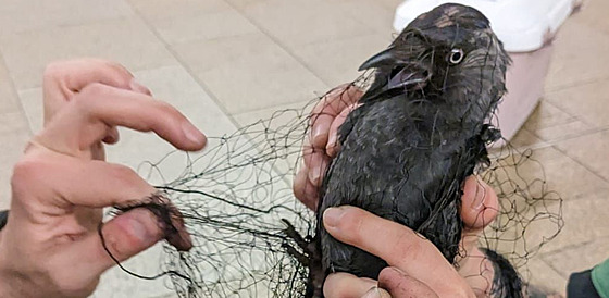 Pták se stal hitem na sociálních sítích. Dleité pro jeho záchranu bylo to,...